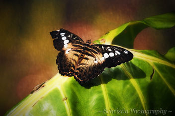 Broken Butterfly (DSC_0051) - Kostenloses image #284553