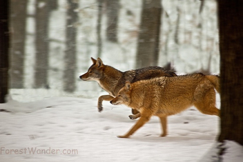 Coyotes running - image #284783 gratis