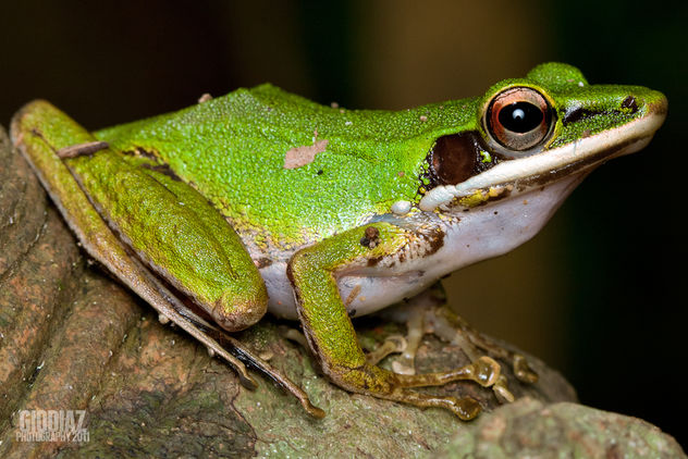Copper Cheeked Tree Frog - image gratuit #285273 