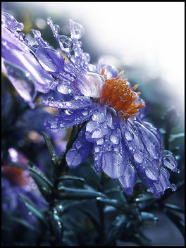 Blue Rain Drops - Kostenloses image #285423