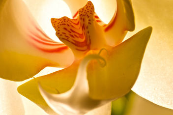 Orchid - image gratuit #285493 