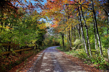 Autumn trees country road fence - image #285513 gratis