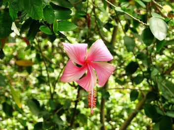 Hibiscus Dainty Pink!!! - Free image #285543