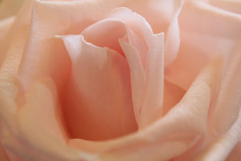 Pink rose - Kostenloses image #285693