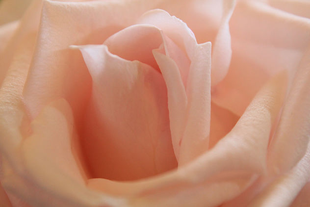 Pink rose - Free image #285693