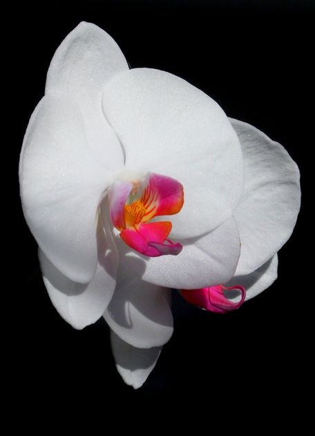 End of the Year Beauty Phalaenopsis - image gratuit #285753 