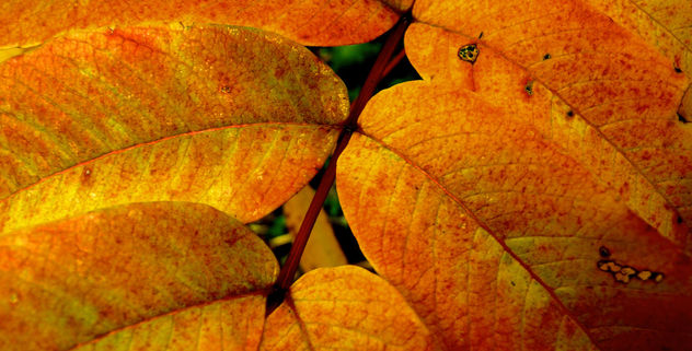 Yellow Leaves Queenswood Park Herefordshire #Dailyshoot Patterns - Kostenloses image #286053