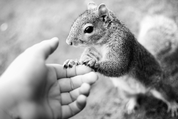 Squirrel - Kostenloses image #286083