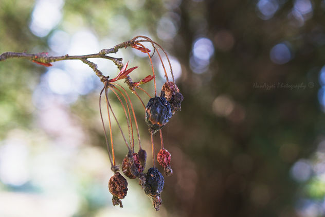 HBW - Dried Berries Edition - image gratuit #286263 