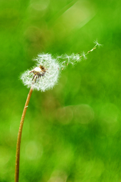 Blowing in the wind. - Free image #286333