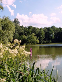 At the pond -- in wonderful sunny day - бесплатный image #286503