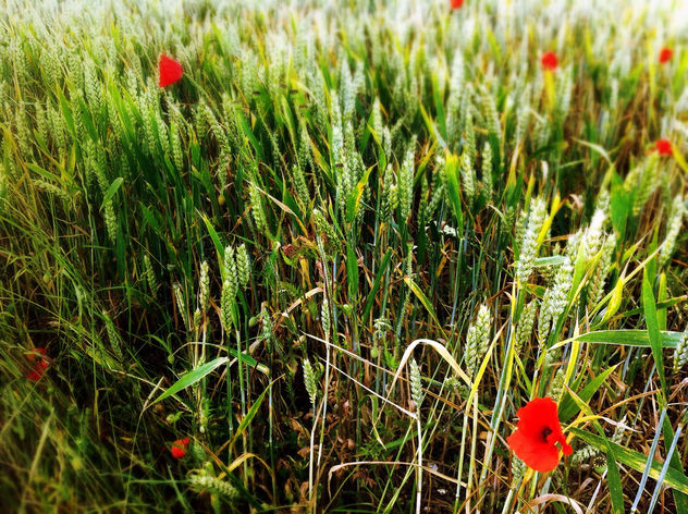 Poppies In between The Grass - Free image #286543