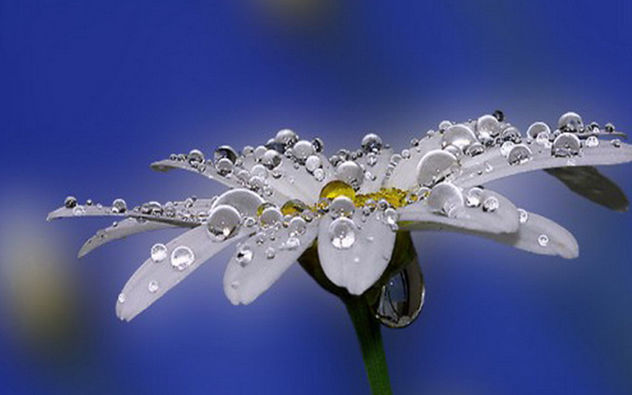First Dew of the Morning - Free image #286553