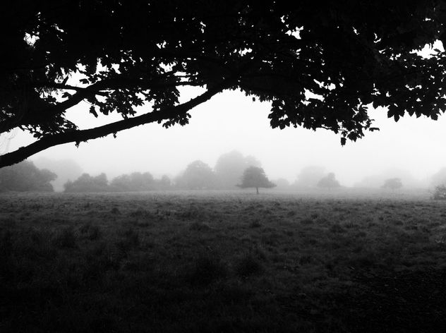 Morning Fog Emerging From Trees - image gratuit #286783 