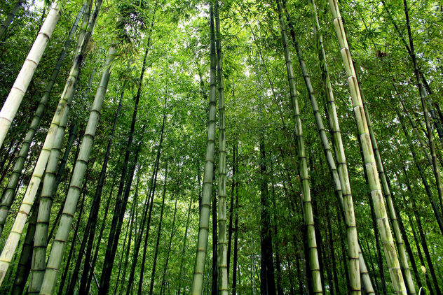 Simplicity and Bamboo Forests - Free image #286933