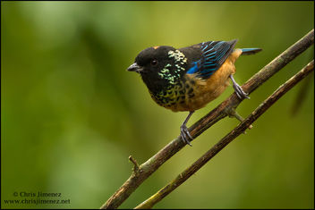 Spangle-cheeked Tanager - image gratuit #286993 
