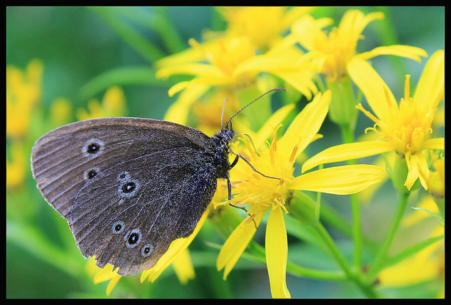 Eating butterfly - Free image #287003