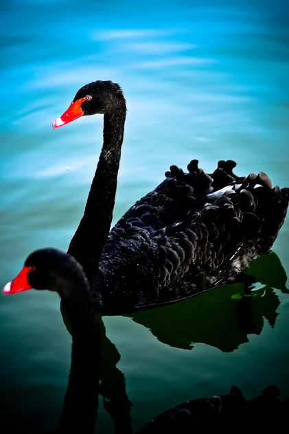 Swans - image gratuit #287013 