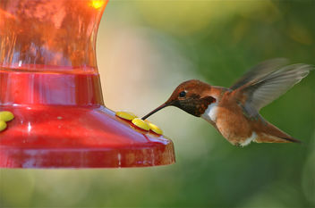 Rufous Hummingbird - бесплатный image #287423