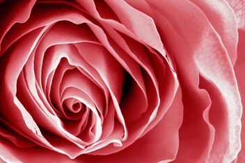 Pink Rose Macro - HDR - Free image #288143