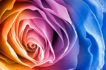 Vibrant Rose Macro - HDR - image #288153 gratis
