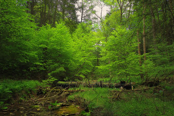 Forest Turnover - image #288223 gratis
