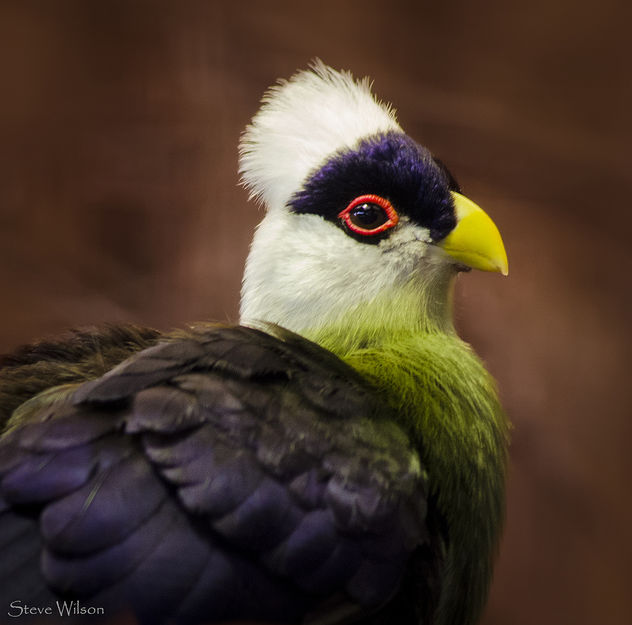 Portrait of a White-crested Turaco (EXPLORE) - Free image #288443