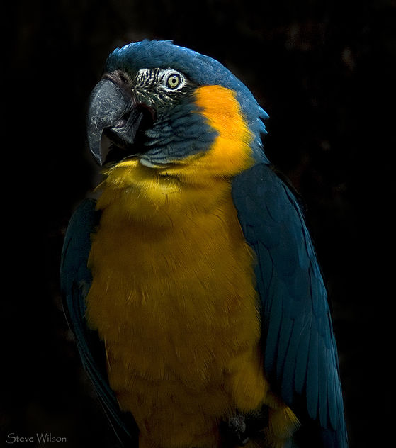 Blue Throated Macaw - image #288843 gratis