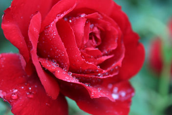Rain drops on the petal - image #288883 gratis