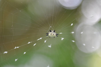 Spiny Orbweaver Spider - image gratuit #289023 