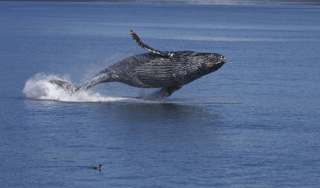 Breaching Humpback Whale (Megaptera novaeangliae) - бесплатный image #289133