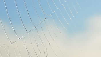 Web of pearls up in the sky - бесплатный image #289323