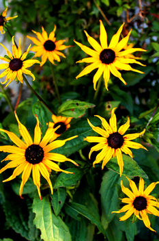 Peak District Flowers #dailyshoot - image gratuit #289343 