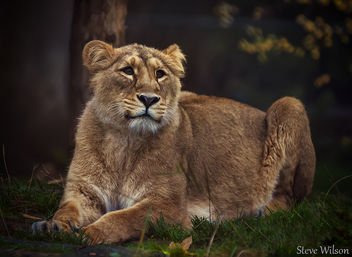 Female Indian Lion - image #289473 gratis