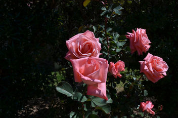 Flowers & Roses - image gratuit #289713 