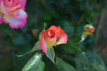 Flowers & Roses - image gratuit #289723 