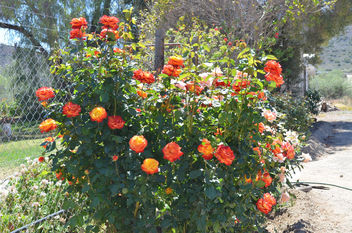 Flowers & Roses - бесплатный image #289753