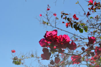 Flowers & Roses - image gratuit #289803 