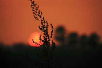 Sunset Bliss... - Free image #290073