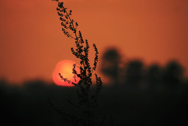 Sunset Bliss... - бесплатный image #290073