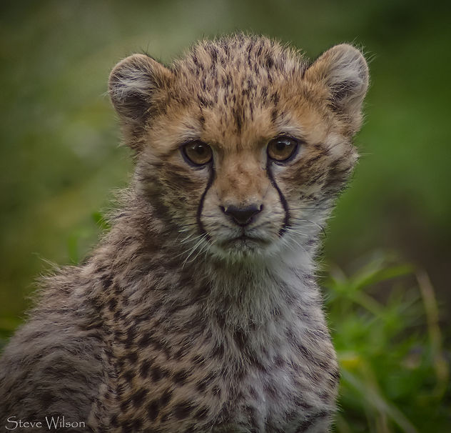 Portrait of a Cheetah Cub - image gratuit #290113 