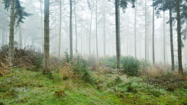 Winter Forest - image #290433 gratis