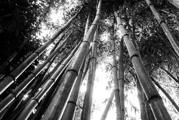 Bamboo I - image #290453 gratis