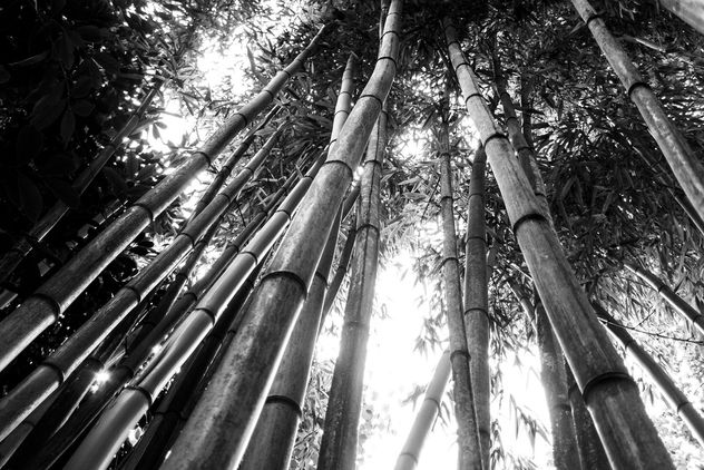 Bamboo I - image gratuit #290453 
