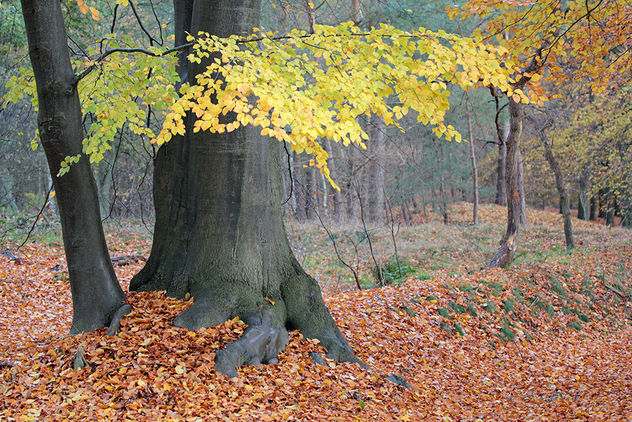 Autumn in the forest - image gratuit #290473 
