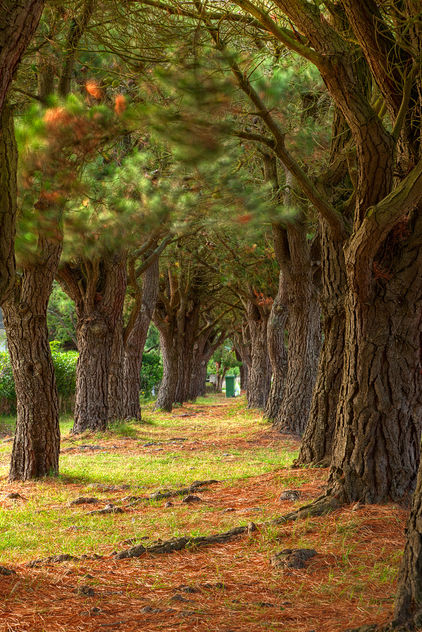 Pine Tree Trail - HDR - image gratuit #290593 