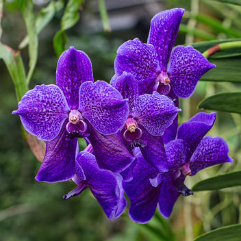 From the Orchid Exhibition - Free image #291203