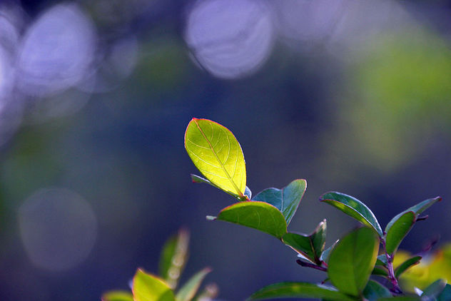 leaf in backlight - image gratuit #291763 