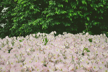 Flowers in the Rain. - Kostenloses image #292133