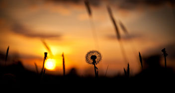 Dandelion sunset - image gratuit #292183 